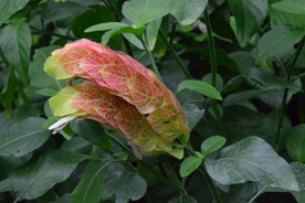 虾衣花 