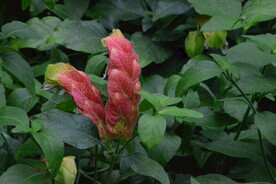 虾衣花