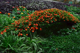 温室花草