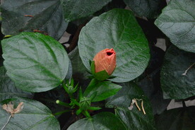 朱槿花 