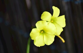 黄色的五瓣花