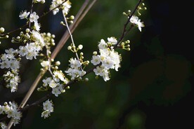 梨花