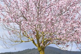 粉色樱花树