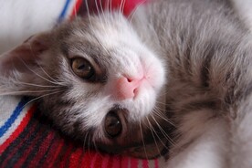 猫咪