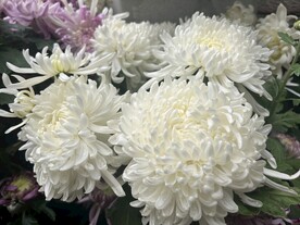 菊花