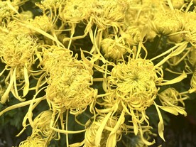 菊花