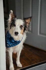 狗狗