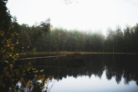 湖边树林风景