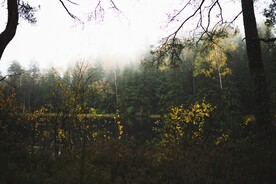 树林湖景