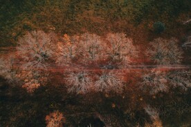 树林鸟瞰图