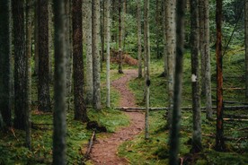 林间小道