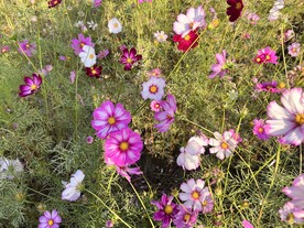 花海
