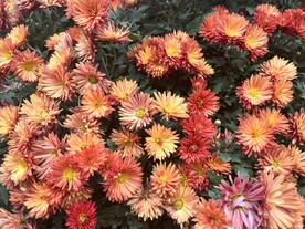 菊花