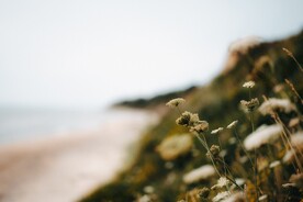 白色小花丛