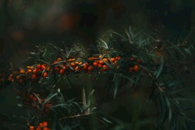 红色的野果