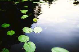 园林莲池风景