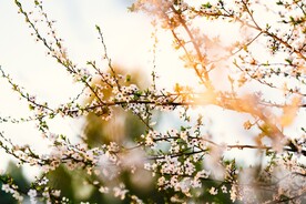 白色樱花