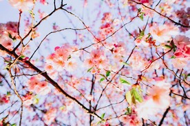 粉色樱花