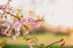 粉色樱花