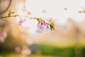 粉色樱花