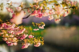 粉色樱花