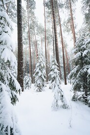 大雪覆盖的圣诞树