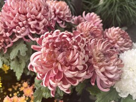 菊花