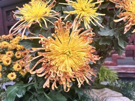 菊花