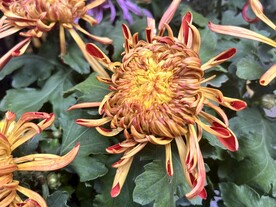 菊花