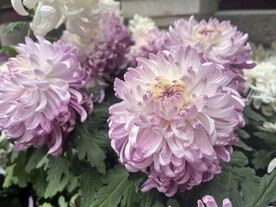 菊花
