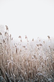 雪中的野草