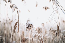 雪中的野草
