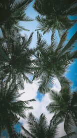 椰子树