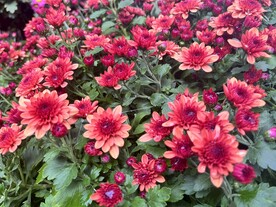 菊花