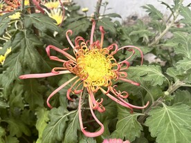 菊花