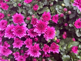 菊花