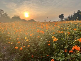 花海
