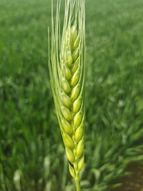 麦子