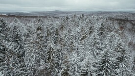 雪景中的树林
