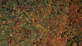 航拍秋季树林