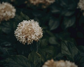 白色绣球花