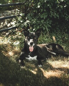 狗狗