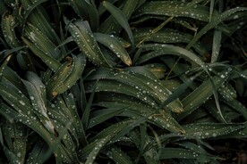 布满水珠的绿叶
