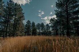 树林风景