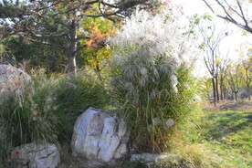 芒草风景