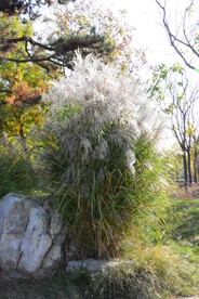 芒草风景 