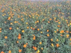 花海
