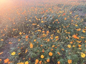 花海
