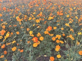 花海