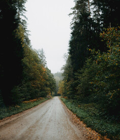 林间道路